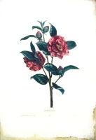Camelia - Литография (Конец XIX века, Франция) артикул 5194b.
